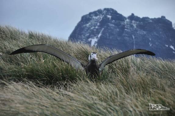 Um filhote de Southern Royal Albatroz abre suas enormes asas aproveitando a corrente de vento enquanto aprende a voar, em Prion Island, na Geórgia do Sul
